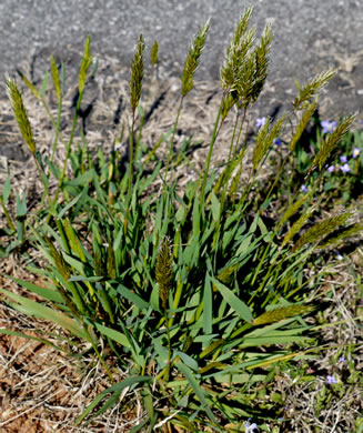 image of Anthoxanthum odoratum, Sweet Vernal Grass
