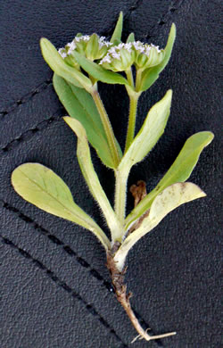 image of Valerianella locusta, European Cornsalad