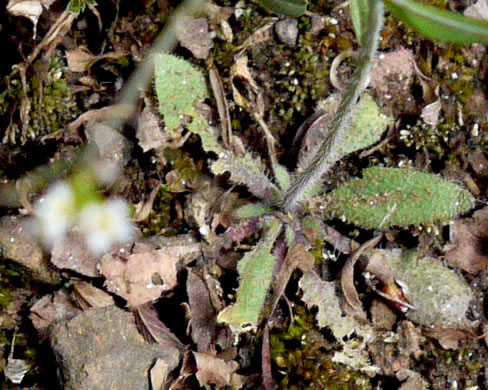 leaf or frond of Arabidopsis thaliana, Mouse-ear Cress
