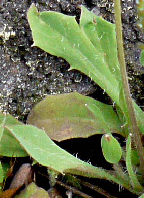 image of Krigia virginica, Virginia Dwarf-dandelion