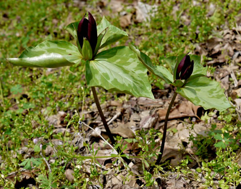 image of Trillium cuneatum, Little Sweet Betsy, Purple Toadshade