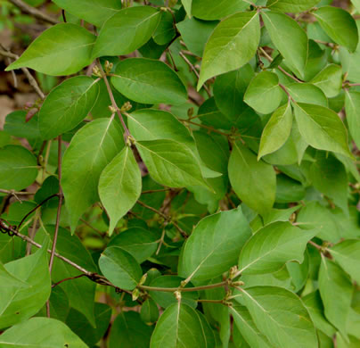 image of Lonicera maackii, Amur Bush-honeysuckle, Amur Honeysuckle