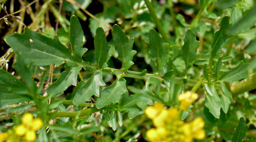leaf or frond of Barbarea verna, Early Winter-cress, Creasy