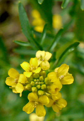 image of Barbarea verna, Early Winter-cress, Creasy