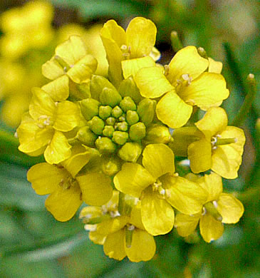 flower of Barbarea verna, Early Winter-cress, Creasy