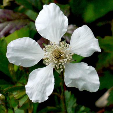flower of Rubus trivialis, Southern Dewberry, Coastal Plain Dewberry