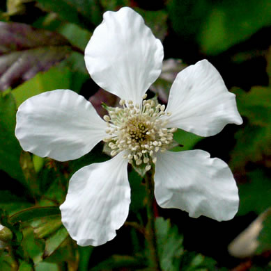 image of Rubus trivialis, Southern Dewberry, Coastal Plain Dewberry