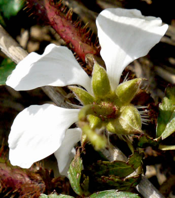 sepals or bracts of Rubus trivialis, Southern Dewberry, Coastal Plain Dewberry