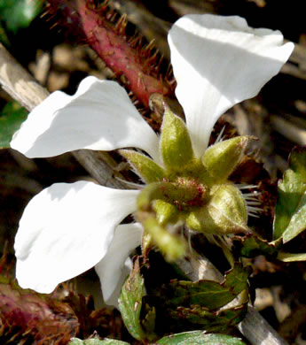 image of Rubus trivialis, Southern Dewberry, Coastal Plain Dewberry