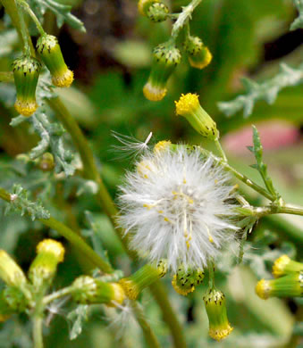 image of Senecio vulgaris, Groundsel