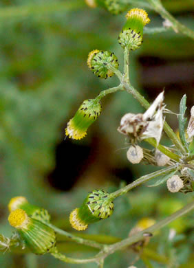 image of Senecio vulgaris, Groundsel