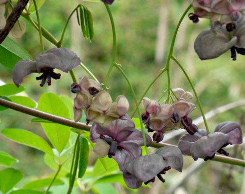 image of Akebia quinata, Five-leaf Akebia, Chocolate-vine