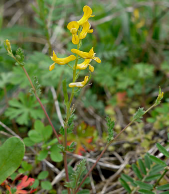 image of Corydalis flavula, Yellow Fumitory, Yellow Harlequin, Short-spurred Corydalis, Yellow Fumewort