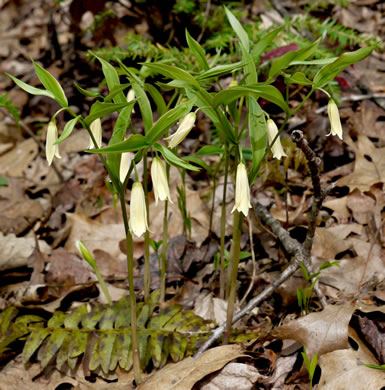 image of Uvularia puberula, Mountain Bellwort, Appalachian Bellwort, Carolina Bellwort, Coastal Bellwort