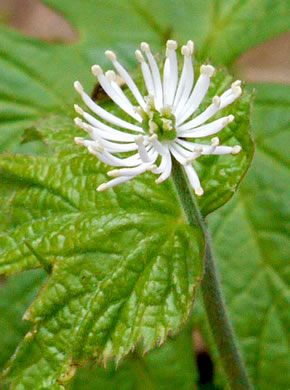 image of Hydrastis canadensis, Goldenseal