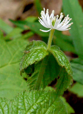 image of Hydrastis canadensis, Goldenseal