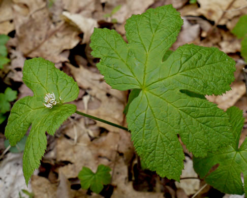 image of Hydrastis canadensis, Goldenseal