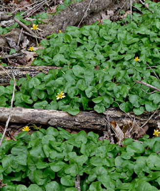 image of Ficaria verna ssp. verna, Fig Buttercup, Lesser Celandine, Pilewort