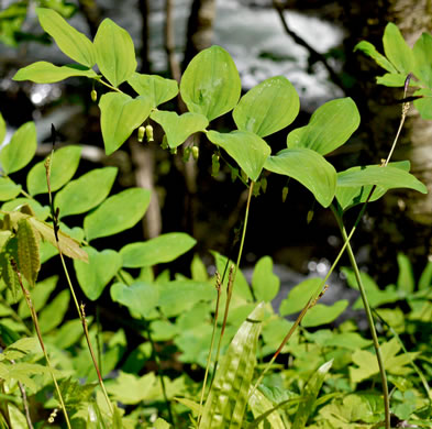 image of Polygonatum biflorum +, Smooth Solomon's Seal