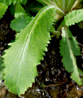 image of Micranthes micranthidifolia, Brook Lettuce, Mountain Lettuce, Branch Lettuce, Lettuceleaf Saxifrage