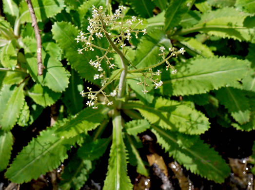 image of Micranthes micranthidifolia, Brook Lettuce, Mountain Lettuce, Branch Lettuce, Lettuceleaf Saxifrage