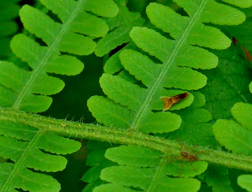 image of Deparia acrostichoides, Silvery Glade Fern, Silvery Spleenwort
