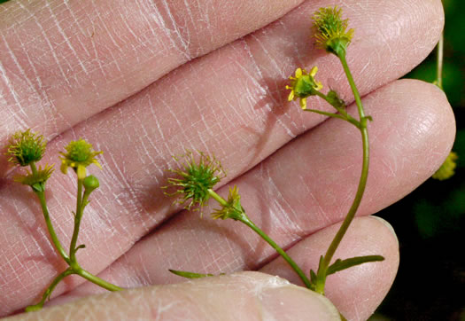 sepals or bracts of Geum vernum, Spring Avens