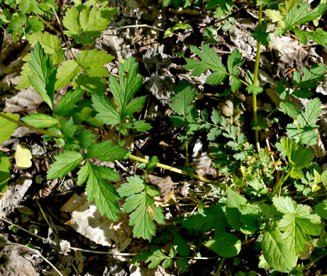 leaf or frond of Geum vernum, Spring Avens