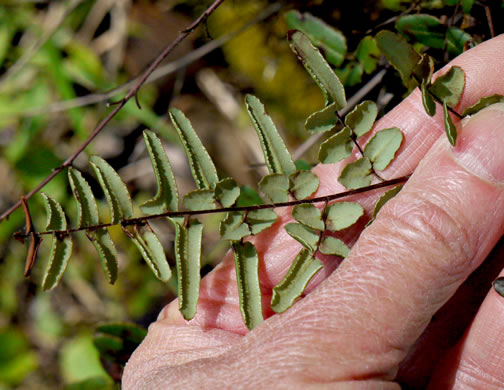 image of Pellaea atropurpurea, Purple Cliffbrake