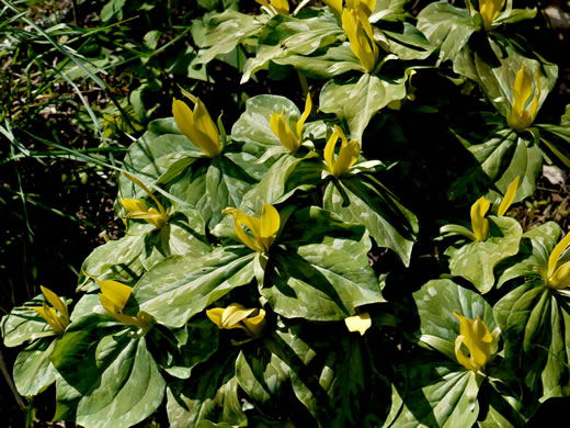 image of Trillium luteum, Yellow Trillium, Yellow Toadshade, Lemon-scented Trillium, Wax Trillium