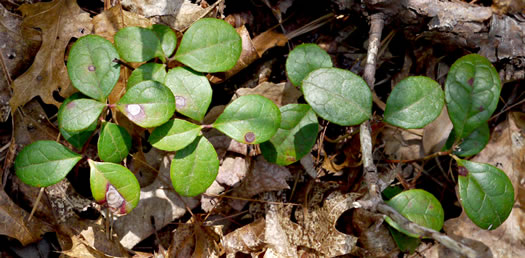 image of Gaultheria procumbens, Wintergreen, Teaberry