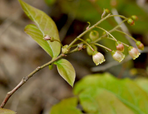 image of Gaylussacia ursina, Bear Huckleberry, Buckberry, Mountain Huckleberry, Bearberry