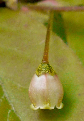 image of Gaylussacia ursina, Bear Huckleberry, Buckberry, Mountain Huckleberry, Bearberry