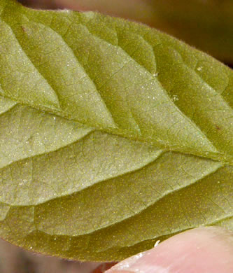 image of Gaylussacia ursina, Bear Huckleberry, Buckberry, Mountain Huckleberry, Bearberry