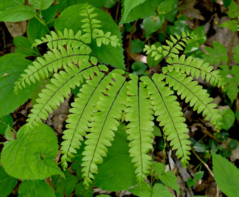 Northern Maidenhair Fern