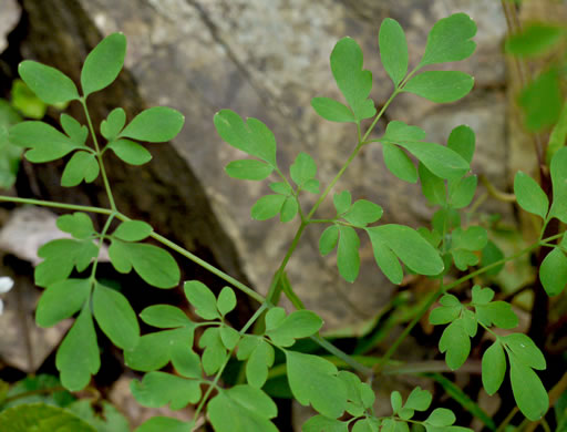 Adlumia fungosa, Climbing Fumitory, Allegheny Vine, Cliff-Harlequin