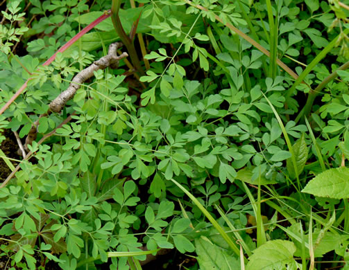 image of Adlumia fungosa, Climbing Fumitory, Allegheny Vine, Cliff-Harlequin