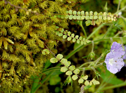 image of Asplenium trichomanes, Maidenhair Spleenwort