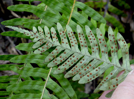 image of Polypodium appalachianum, Appalachian Rockcap Fern, Appalachian Polypody