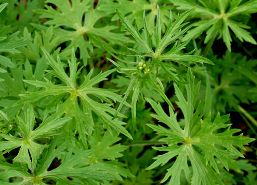 image of Ranunculus acris, Tall Buttercup, Bitter Buttercup