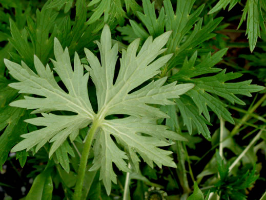 image of Ranunculus acris, Tall Buttercup, Bitter Buttercup