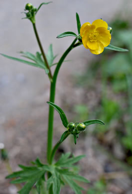flower of Ranunculus acris, Tall Buttercup, Bitter Buttercup