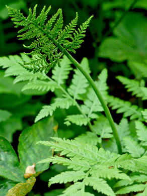 image of Botrypus virginianus, Rattlesnake Fern, Sang-find