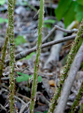 image of Dryopteris goldieana, Goldie's Woodfern