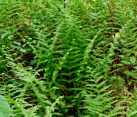 image of Sitobolium punctilobulum, Hay-scented Fern, Pasture Fern, Boulder Fern