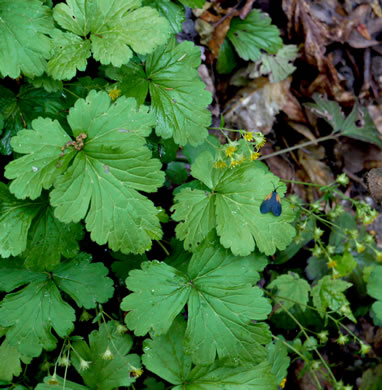 image of Waldsteinia doniana, Southern Barren Stawberry