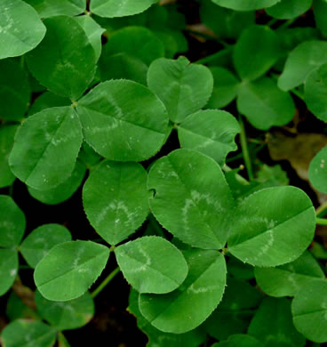 leaf or frond of Trifolium repens, White Clover, White Dutch Clover, Ladino Clover