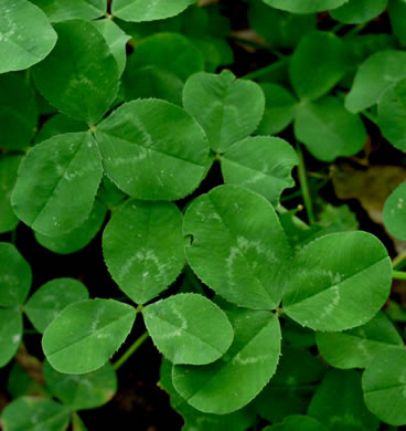 Trifolium repens, White Clover, White Dutch Clover, Ladino Clover