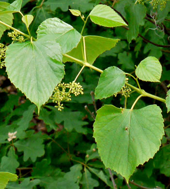 image of Ampelopsis cordata, American Ampelopsis, Heartleaf Peppervine, False-grape, Raccoon-grape