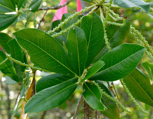 image of Cyrilla racemiflora, Titi, Swamp Cyrilla, Leatherwood